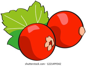 Redcurrant, greean leaf, isoled
