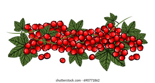 Redcurrant with green stem and leaves isolated on the white background.Vector illustration 