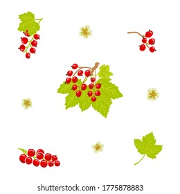 Redcurrant hand drawn vector illustration. Redcurrant, red currant, flowers, leaves, berry, fruit illustration set design template