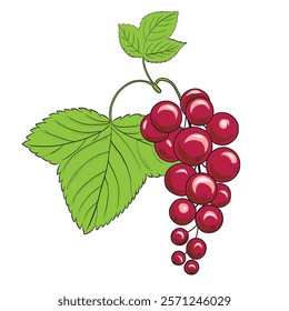 Redcurrant hand drawn vector illustration in sketch style. Colored hatched image of summer berry on a branch. For packaging and design.