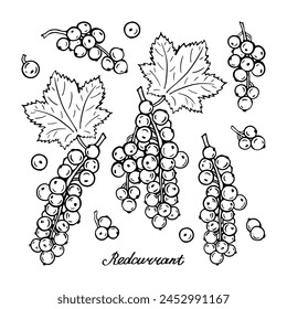 Redcurrant set. Blck and white berries. Hand-drawn flat image. Vector illustration on a white background.