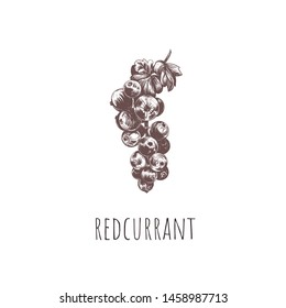 redcurrant vector illustration. red currant hand drawing