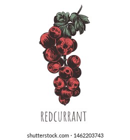 redcurrant vector illustration. red currant hand drawing