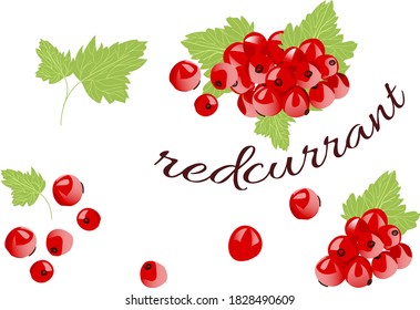 redcurrent berry and its leaves isolated on white background. 