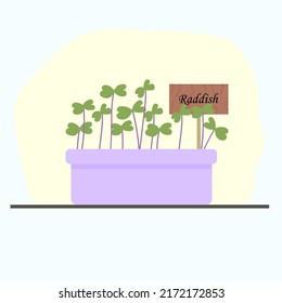 reddis microgreens in a clay pot, grown at home. Vector illustration with home useful plants, vegetable garden on the windowsill