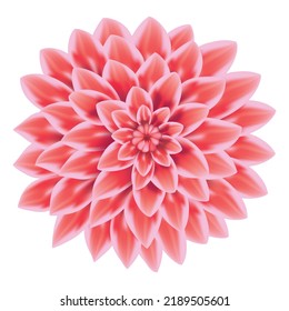 Reddish Dahlia flower isolated on white background in vector illustration
