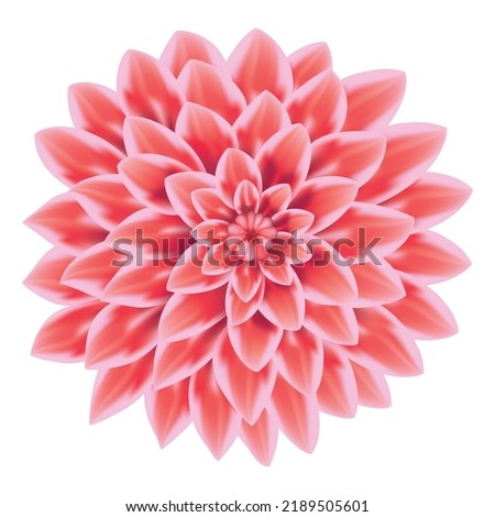 Reddish Dahlia flower isolated on white background in vector illustration