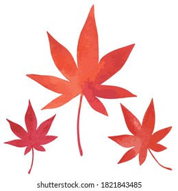 A reddish Japanese maple leaf. Three red leaves. Watercolor painting