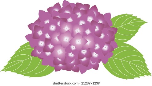 
Una hortensias púrpura rojiza: un arbusto caducifolio cuyo país de origen es Japón, China, Taiwán y Norteamérica.