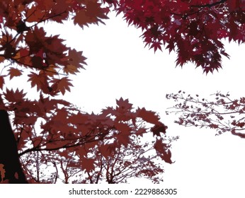 Reddish-brown maple leaves of different sizes near and far on a maple tree