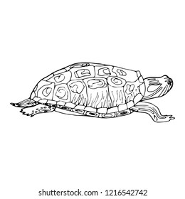 Red-eared slider, graphic sketch of turtle, vector illustration 