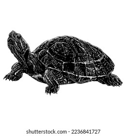 Red-Eared Slider hand drawing vector isolated on white background.