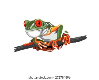 Red-eyed Tree Frog; 