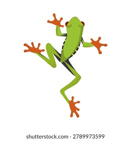 Red-Eyed Tree Frog design Illustration