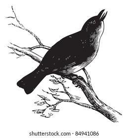Red-eyed Vireo or Vireo olivaceus, vintage engraved illustration. Trousset encyclopedia (1886 - 1891).