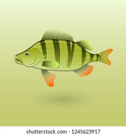 Redfin on colored background illustration