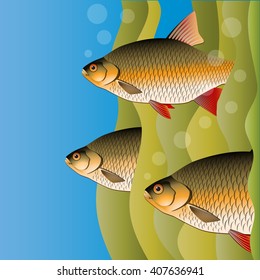 Redfins flock. Fish look out of algae. Under the water. Bright colors. Vector Image.