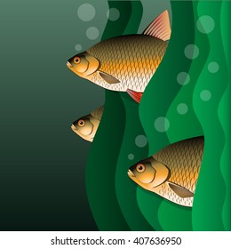 Redfins flock. Fish look out of algae. Under the water. Vector Image.