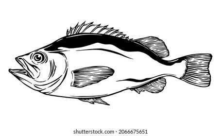 Redfish Hand Drawn Vector Illustration White Background. Can Be Use For Menu, Brochure, Restaurant Label Etc.