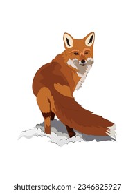 A red-haired cute fox with a fluffy tail turned around in the snow.