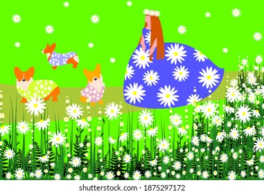 A red-haired woman in a blue dress walks corgi puppies. A sunny day, a field with green grass and daisies. Pet care. Clothing for animals people with a floral print. A wreath of daisies on the head.