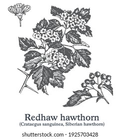 Redhaw hawthorn. Vector hand drawn plant. Vintage medicinal plant sketch.