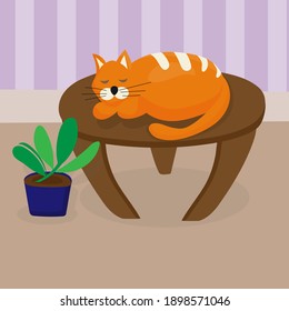 Redhead cat sleeping on table in cozy living room. Favorite pet. Wooden coffee table, indoor plant. Flat vector illustration.