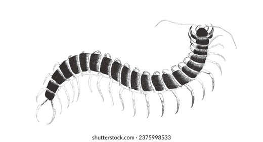 Red-headed centipede (Scolopendra Morsitans). Doodle sketch. Vintage vector illustration.