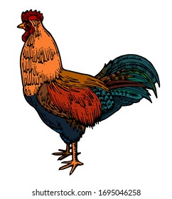 Red-headed rooster isolated vector.Cock.  Full length, side view. A traditional, typical orange-red color. The feathers on the tail are black with a greenish tint. On a white background.