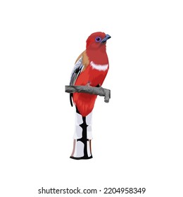 Red-headed Trogon bird vector illustration