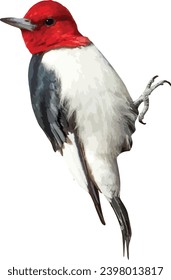 Red-headed Woodpecker (Melanerpes erythrocephalus) North American Bird Isolated 