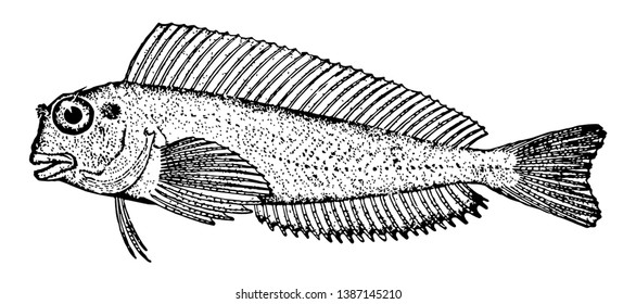 Redlip Blenny is one of three species of blennies in the Perciformes order of perch like fish, vintage line drawing or engraving illustration.