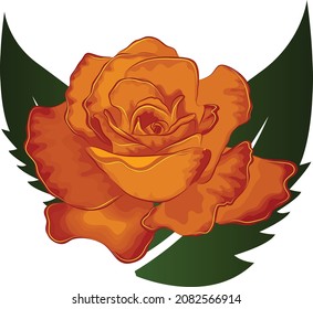 red-orange vector illustration of rose with leaves isolated object