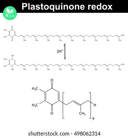 Redox reaction of plastoquinone molecule, plastoquinone - photosynthesis electron transport chain part, 2d vector illustration, isolated on white background, eps 8