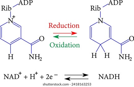 The redox reactions of nicotinamide adenine dinucleotide.Vector illustration.