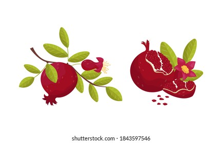 Red-purple Pomegranate Fruit with Outer Husk and Inner Seeds Vector Set
