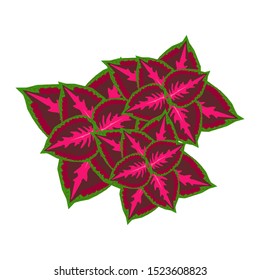 Red-raspberry green coleus flower. Isolated. Vector graphics.