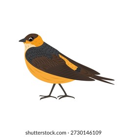 Red-rumped swallow bird. Cartoon vector illustration isolated on white background. Cute Asian and Eurasian wild birds for nature, wildlife, education and decorative design.