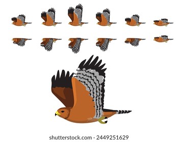 Red-Shouldered Hawk Flying Animal Animation Sequence Cartoon Vector