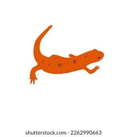 The red-spotted newt, Notophthalmus viridescens. Amphibian, newt vector design, png image with transparent background