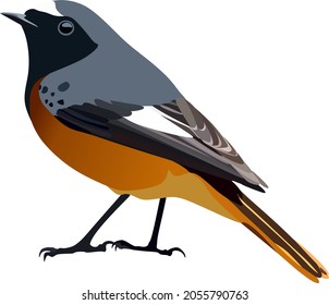 redstart bird birds animal vector 