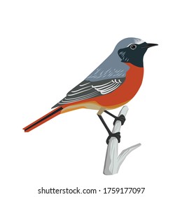 Redstart Bird, cute little bird, vector illustration, carton animal