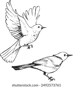 Redstart bird ink sketches. Nature wildlife theme vector drawing. Birds line drawings isolated on white. Animals illustration.