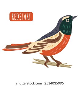 Redstart, passarinho bonito. Ilustração isolada do vetor de pássaro.