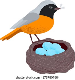 Redstart is a Eurasian and North African songbird related to the chats, having a reddish tail and underparts. Bird with prey in its beak at the edge of the nest. Blue eggs. Vector illustration of bird