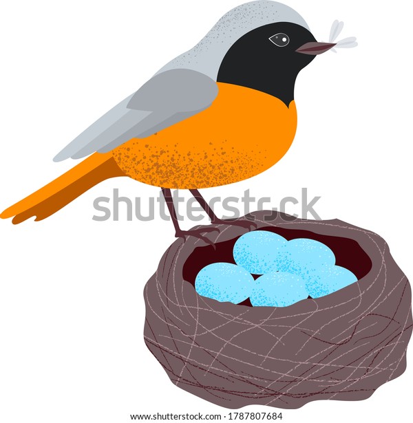 Redstart Eurasian North African Songbird Related Stock Vector (Royalty ...