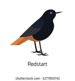 Redstart isolated on white background. Small passerine bird with colorful plumage. Beautiful cute wild forest and woodland avian species. Modern vector illustration in trendy flat geometric style.