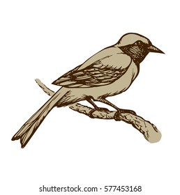 Redstart isolated on white background. Freehand outline ink hand drawn image sketchy in scribble retro style pen on paper. Closeup side view with space for text on sky