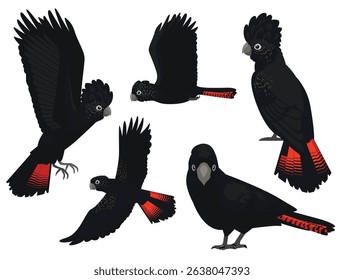 Red-Tailed Black Cockatoo Bird Parrot Various Poses Cartoon Vector Character