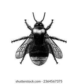 Red-Tailed Cuckoo Bumblebee hand drawing vector isolated on white background.